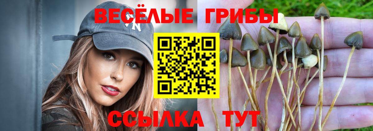 Галлюциногенные грибы Psilocybe Губкинский